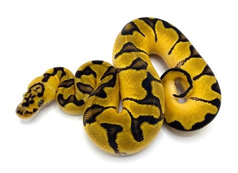 ball python pastel clown|adult pastel ball python.